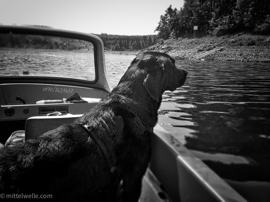 Labrador im Boot auf dem Wasser