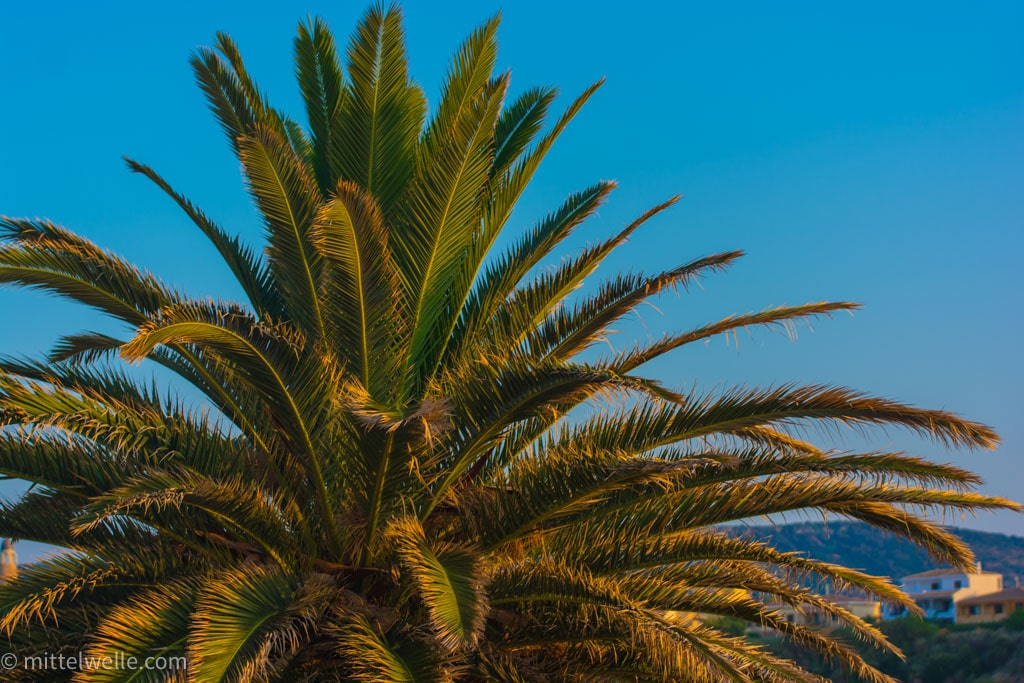 Palme auf Sardinien