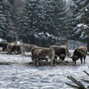 In Spechtsbrunn am Kuhwald