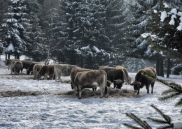 In Spechtsbrunn am Kuhwald