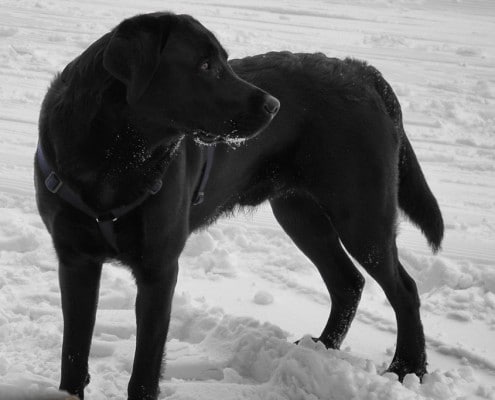 Schwarzer Labrador im Schnee