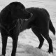 Schwarzer Labrador im Schnee