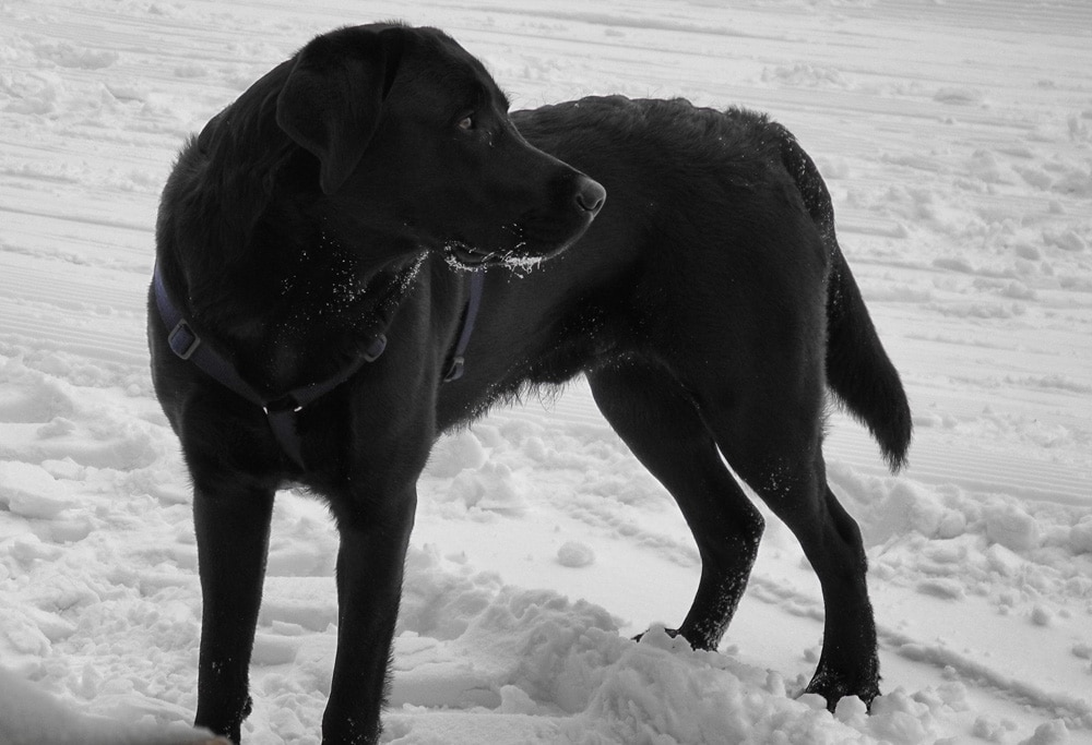 Schwarzer Labrador im Schnee