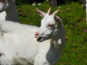 ziege im ultental