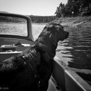 Labrador im Boot auf dem Wasser
