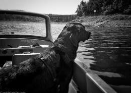 Labrador im Boot auf dem Wasser