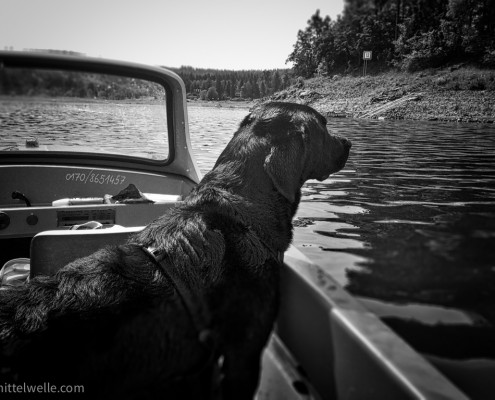 Labrador im Boot auf dem Wasser