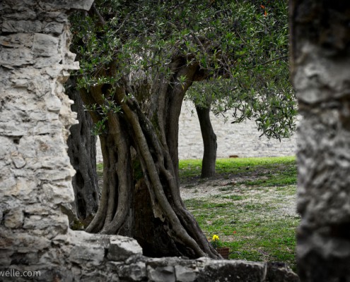 Olivenbaum in der Toskana