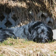 Labrador in der Sonne