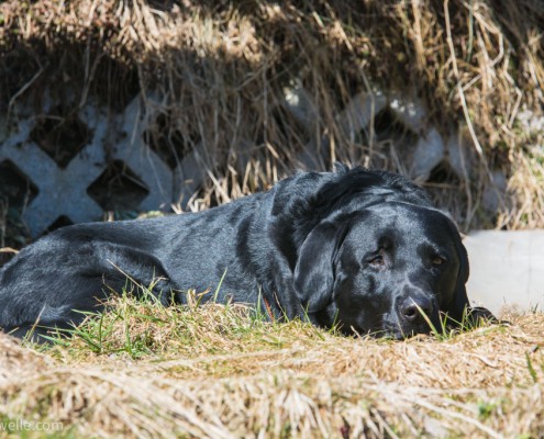 Labrador in der Sonne