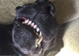 Labrador zeigt Zähne
