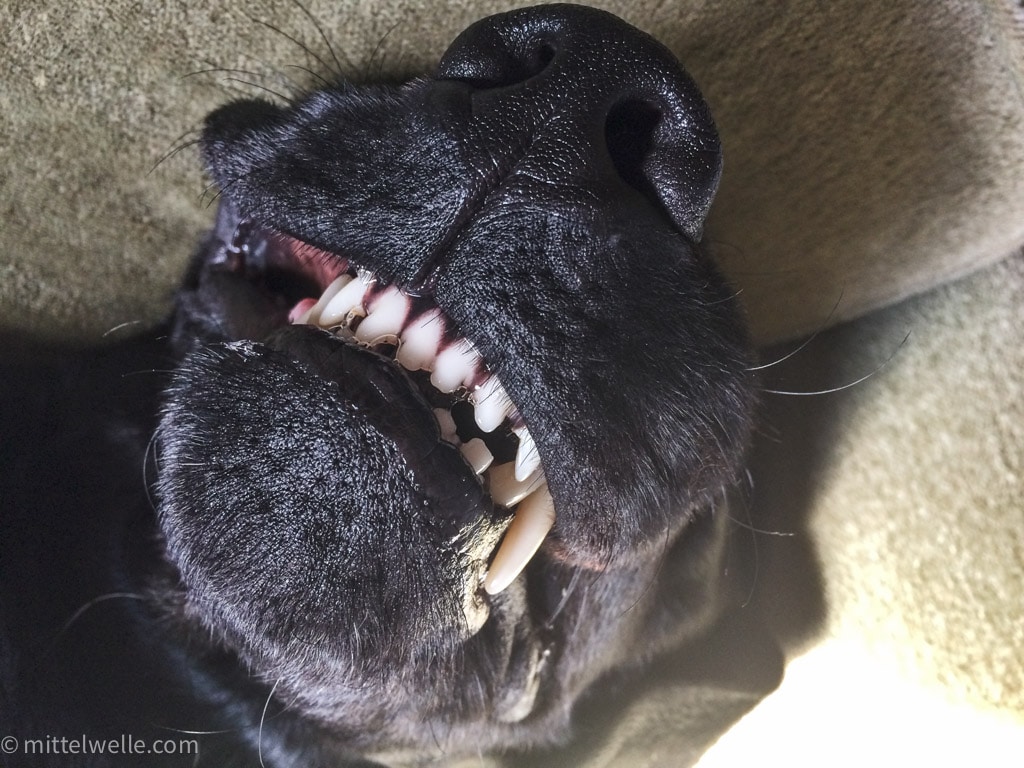 Labrador zeigt Zähne