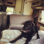 Labrador im Wohnmobil VW LT Florida