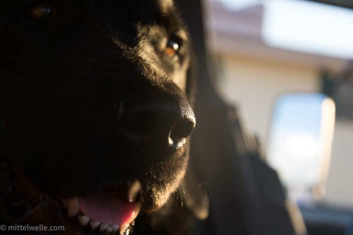 Labrador im Wohnmobil