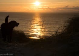 Labrador mag Sonnenuntergang