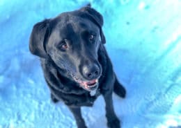 Labrador im Schnee