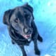 Labrador im Schnee