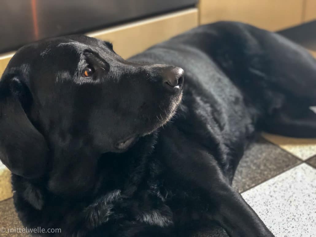 Schwarzer Labrador